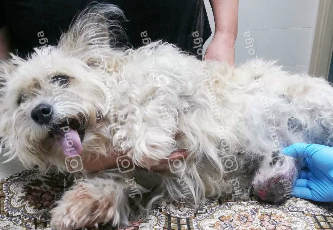 Перелом позвоночника, опухоли и ринотрахеит: каким животным Днепра нужна помощь 3