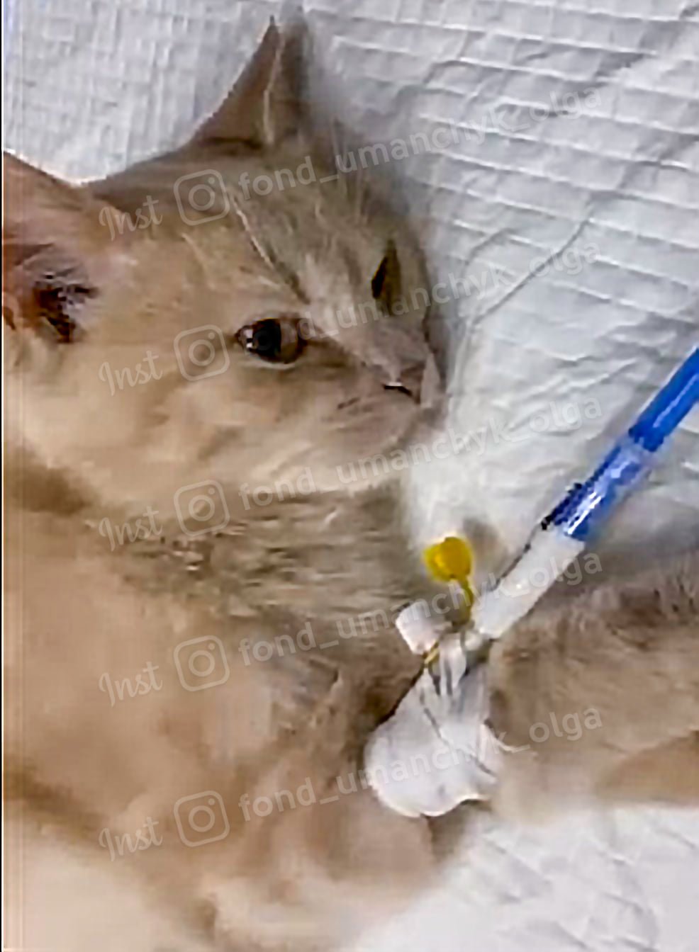 Перелом позвоночника, опухоли и ринотрахеит: каким животным Днепра нужна помощь 4