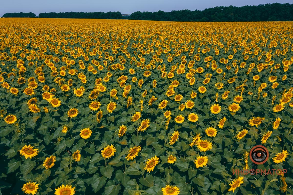 Жовто-блакитне