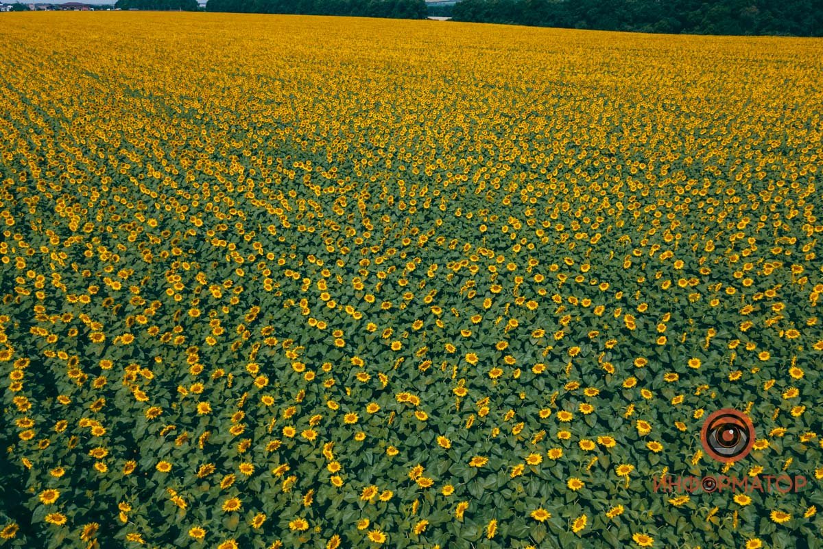 Тысячи цветочных лиц