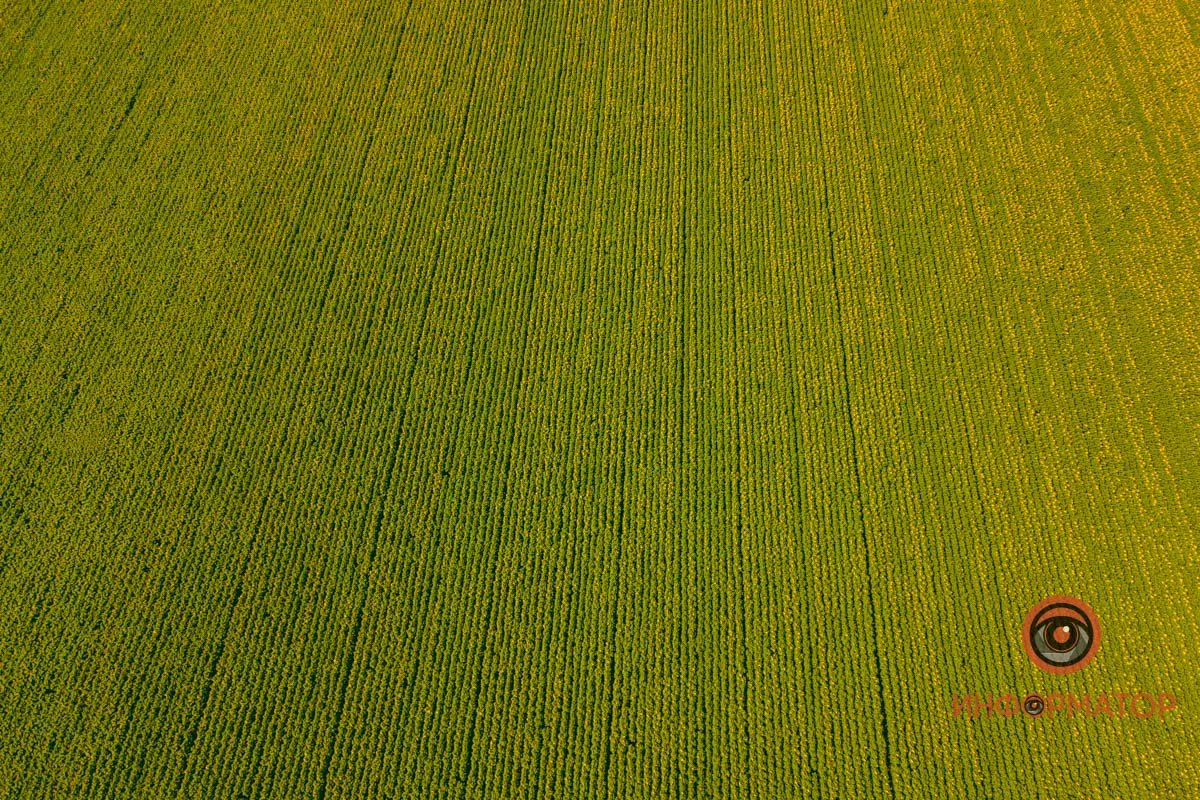 Расчесали поле