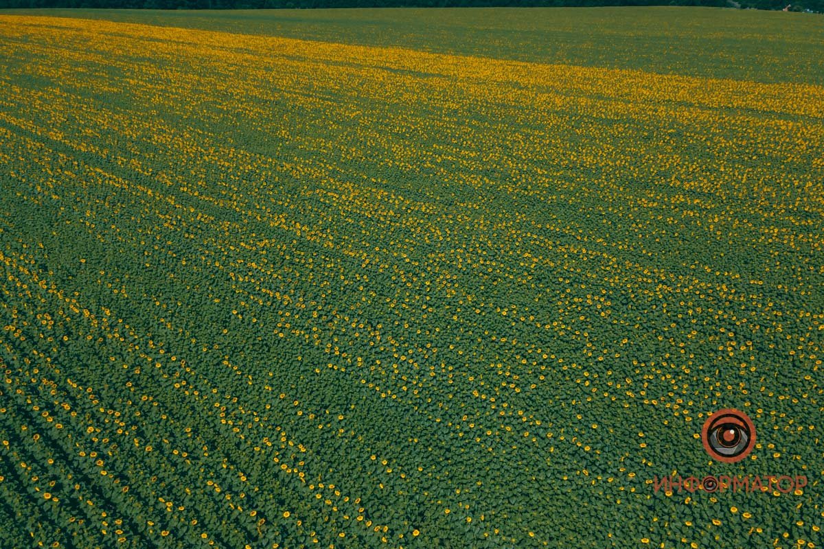 Фонарики подсолнухов