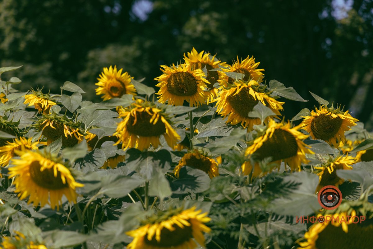 Солнце, перестань