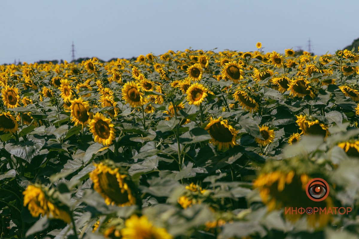 Море подсолнухов