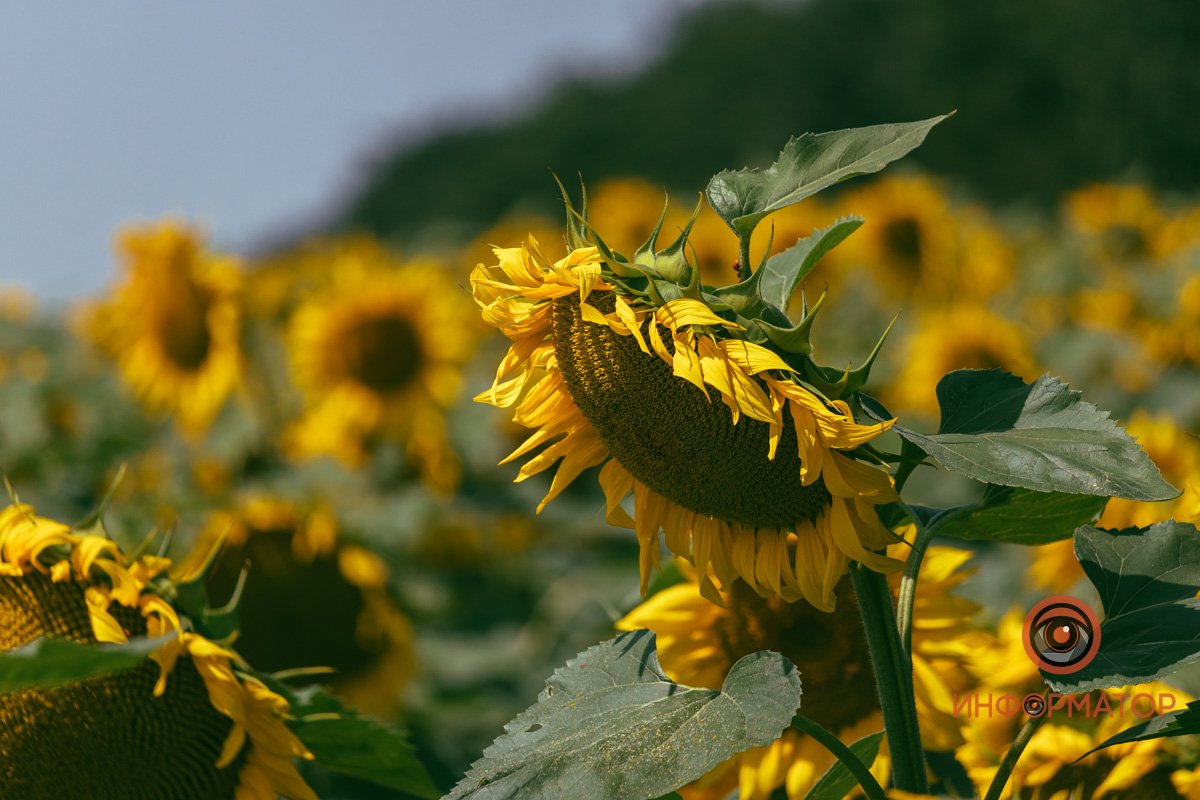 Фото вблизи