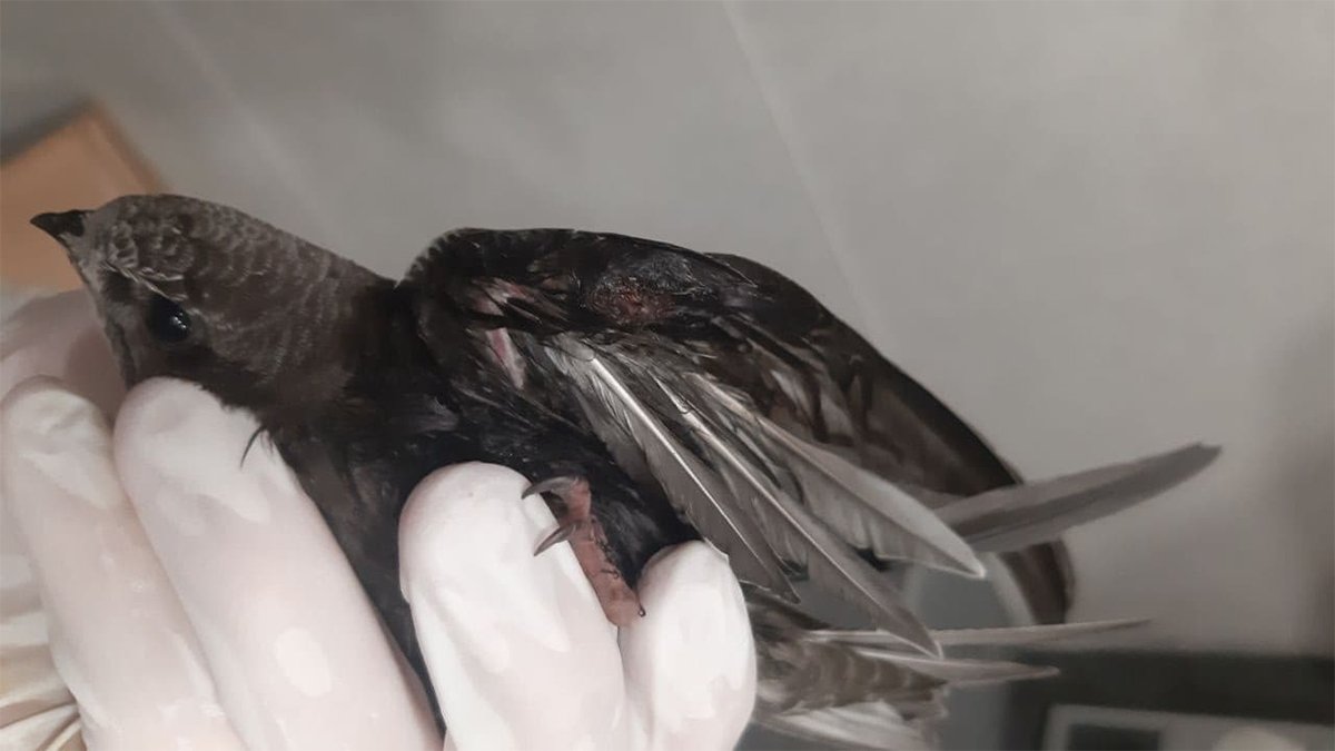 Стриж с раненым крылом