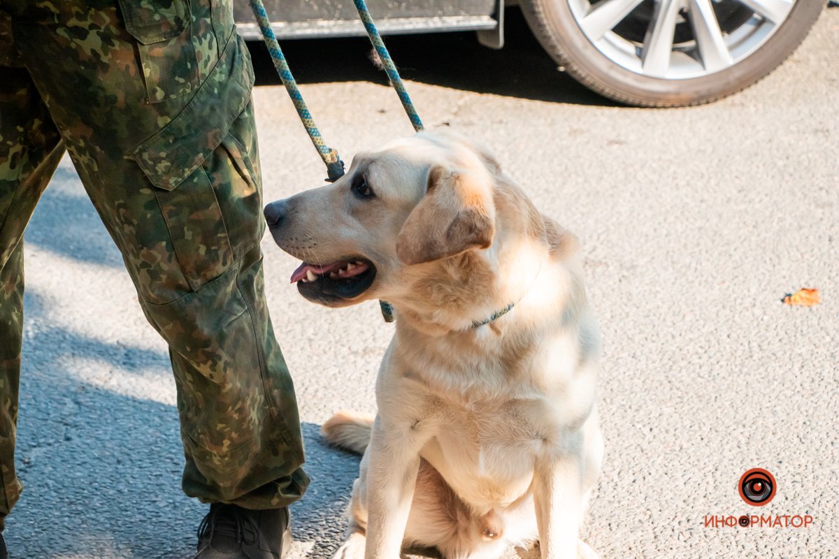 Служебный лабрадор проверил все помещения Служебный лабрадор проверил все помещения