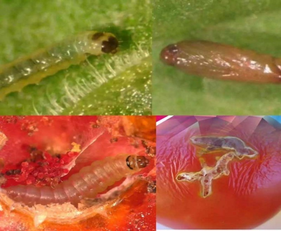 Гусеницы пожирают помидоры