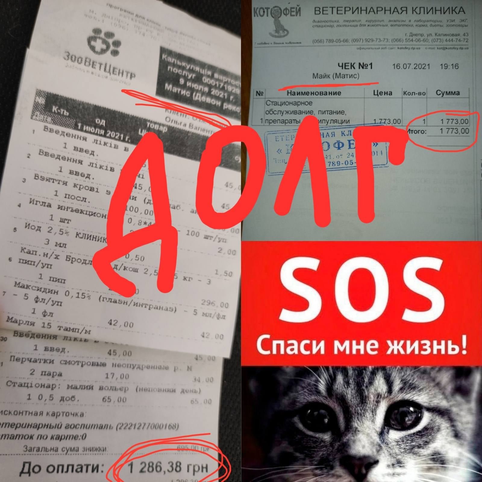 В Днепре люди пытались забить лысого кота палками 1