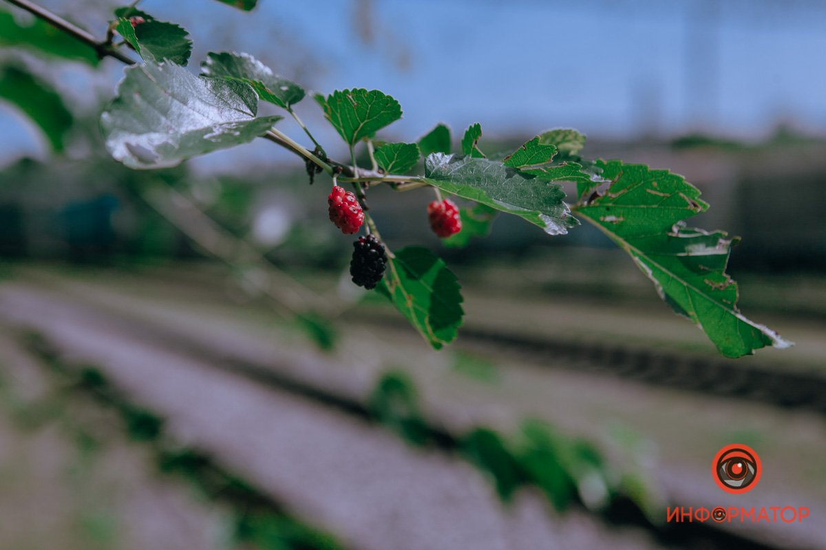 Свежие и натуральные Свежие и натуральные