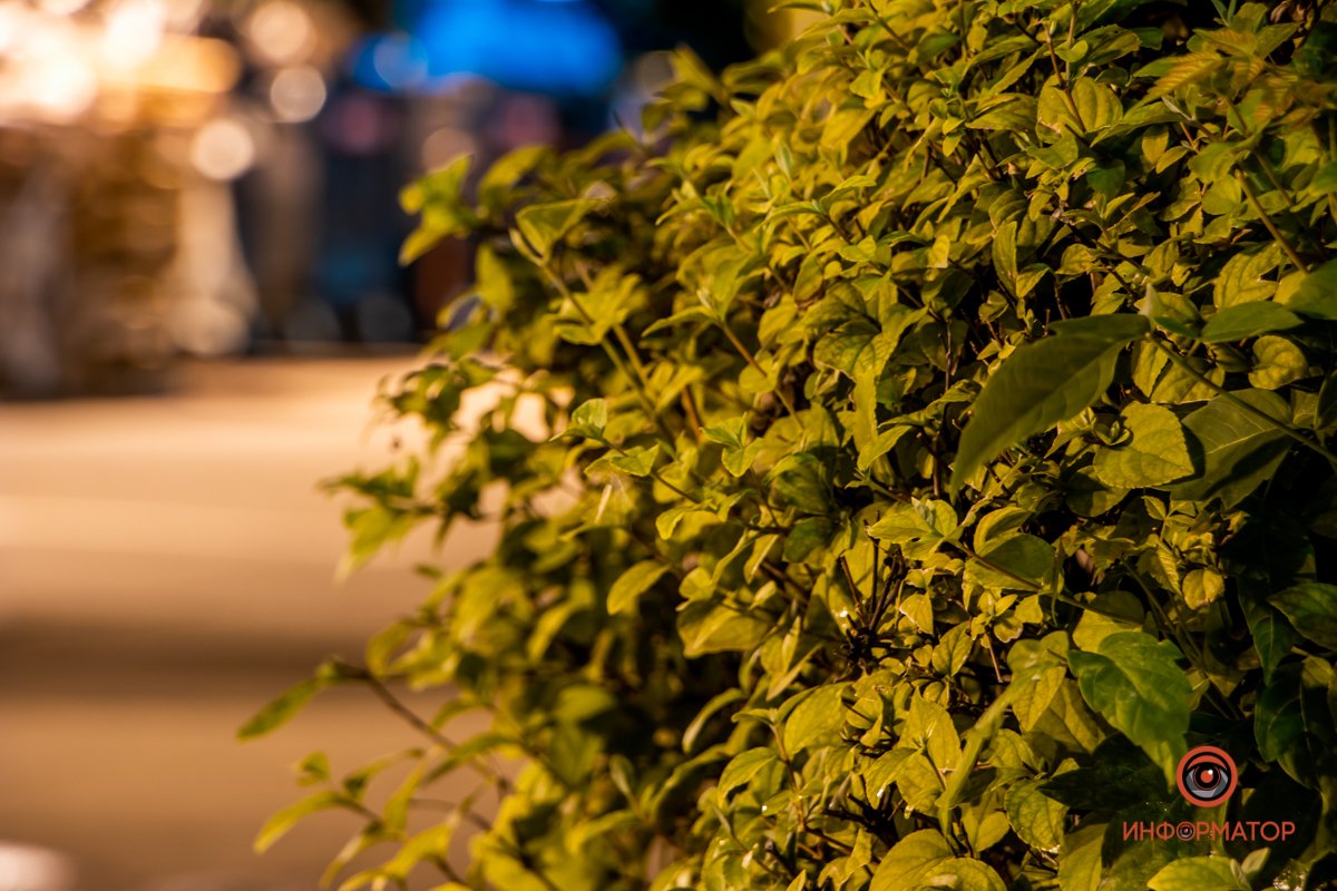 Тянутся в космос Тянутся в космос