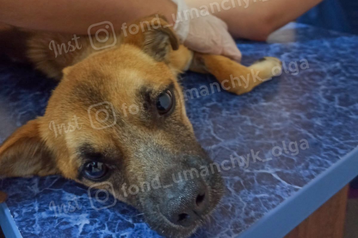 Анемия, кровоизлияние и рваные раны: каким животным Днепра нужна помощь 1
