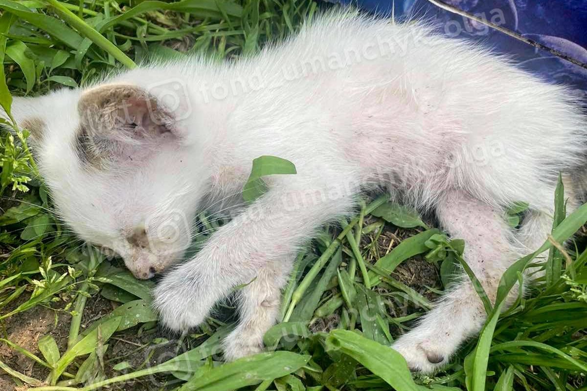 Анемия, кровоизлияние и рваные раны: каким животным Днепра нужна помощь 2