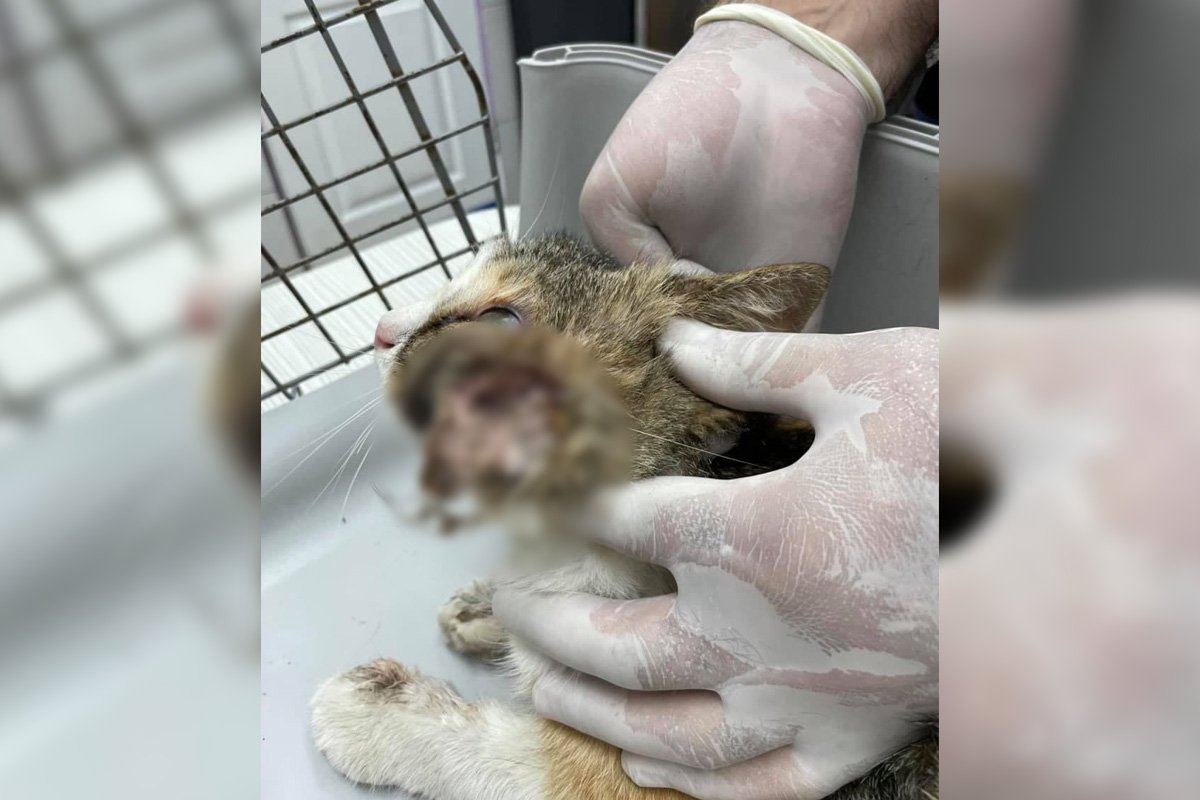 Анемия, кровоизлияние и рваные раны: каким животным Днепра нужна помощь 3