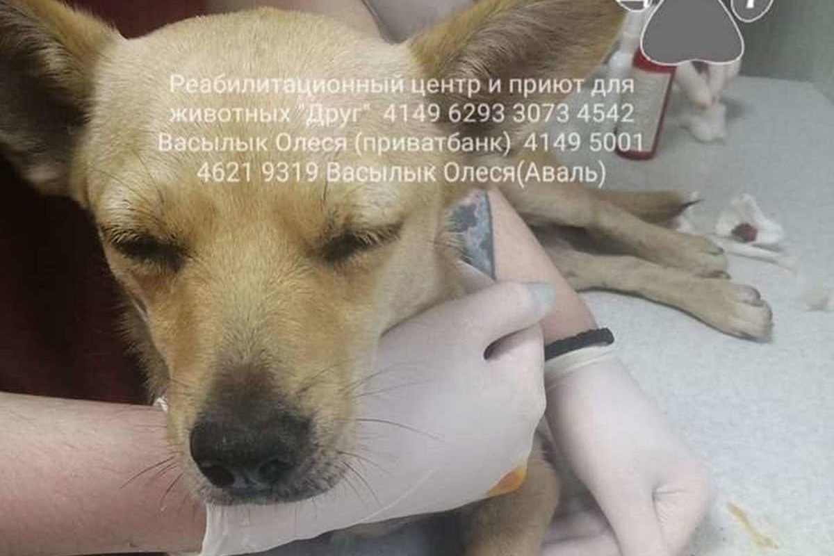 Анемия, кровоизлияние и рваные раны: каким животным Днепра нужна помощь 4