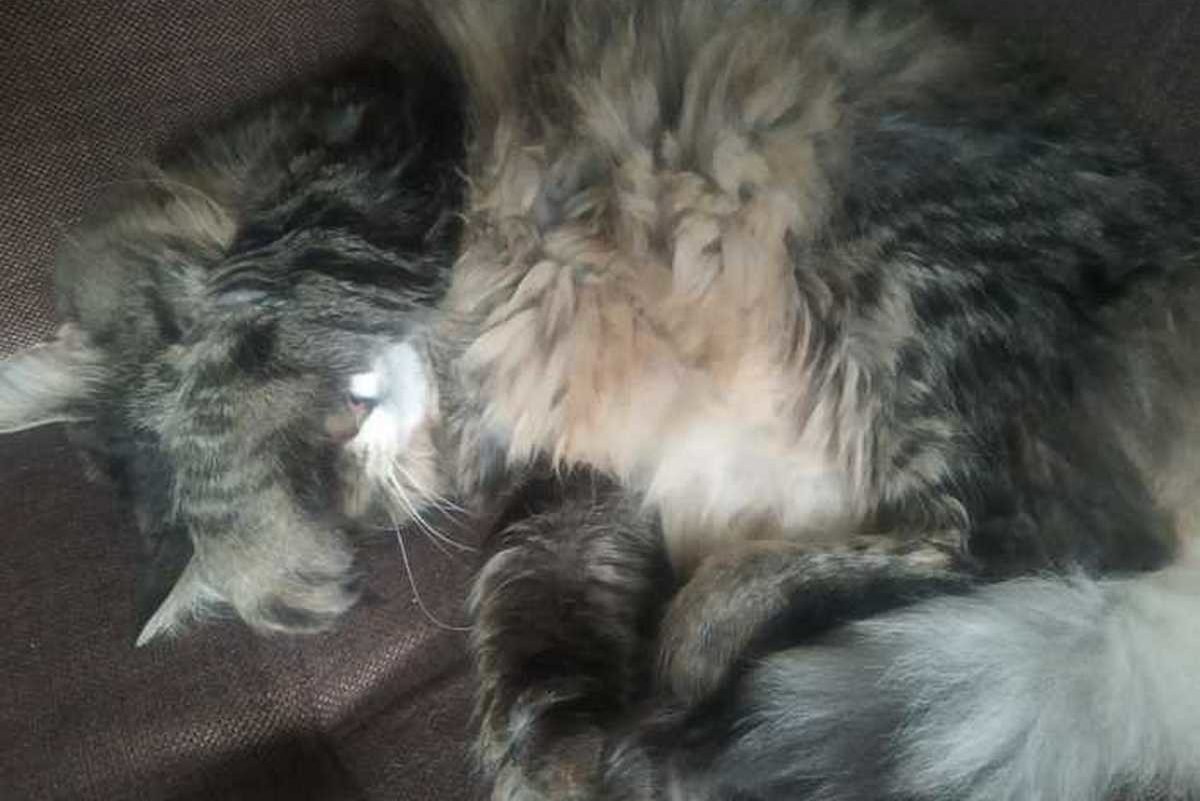 Анемия, кровоизлияние и рваные раны: каким животным Днепра нужна помощь 5