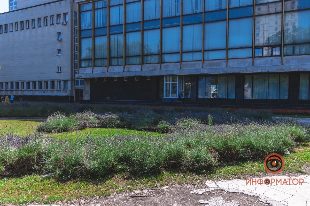 Цветущая лаванда занимает почти 500 квадратных метров