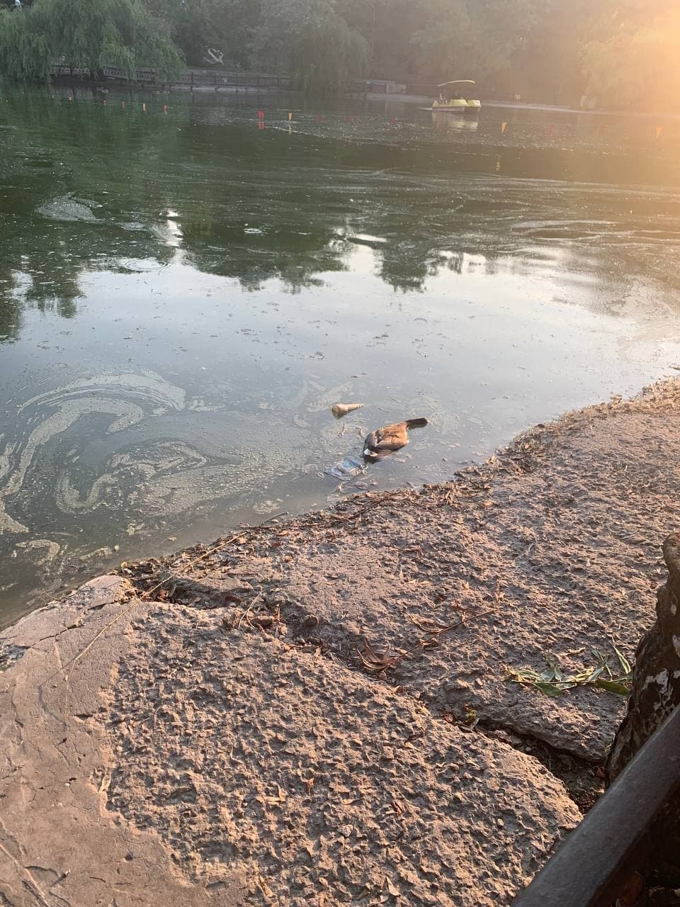 Очевидцы заметили в воде трех мертвых уток Очевидцы заметили в воде трех мертвых уток