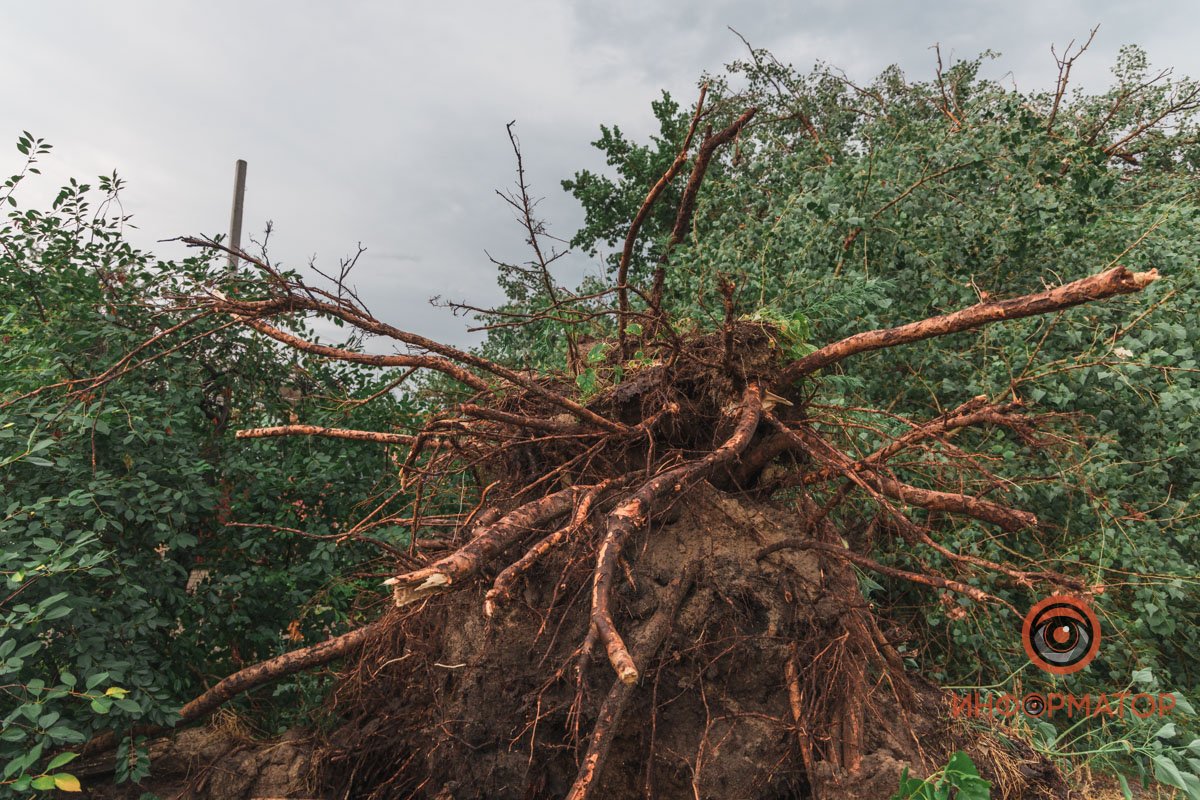 Вырвало деревья с корнями