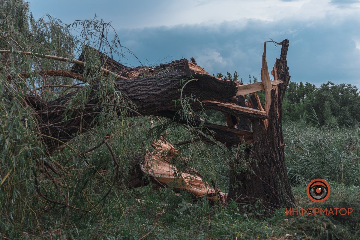 Не ходите под деревьями в грозу
