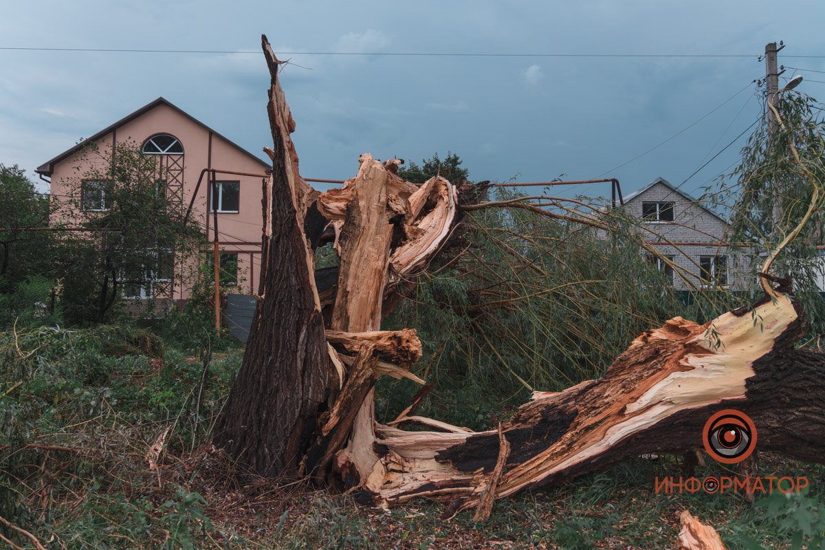 Крупное дерево не выдержало