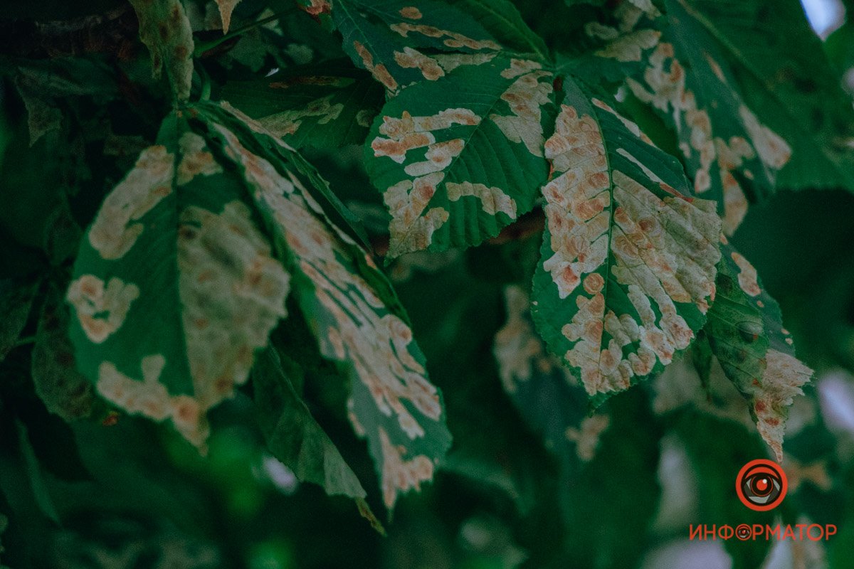 Разноцветные листочки Разноцветные листочки