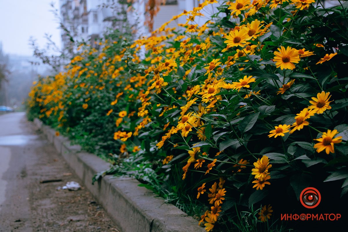 Яркие краски Яркие краски