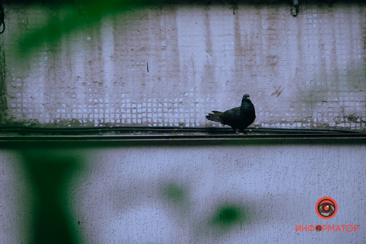 Курлык-курлык:) Курлык-курлык:)