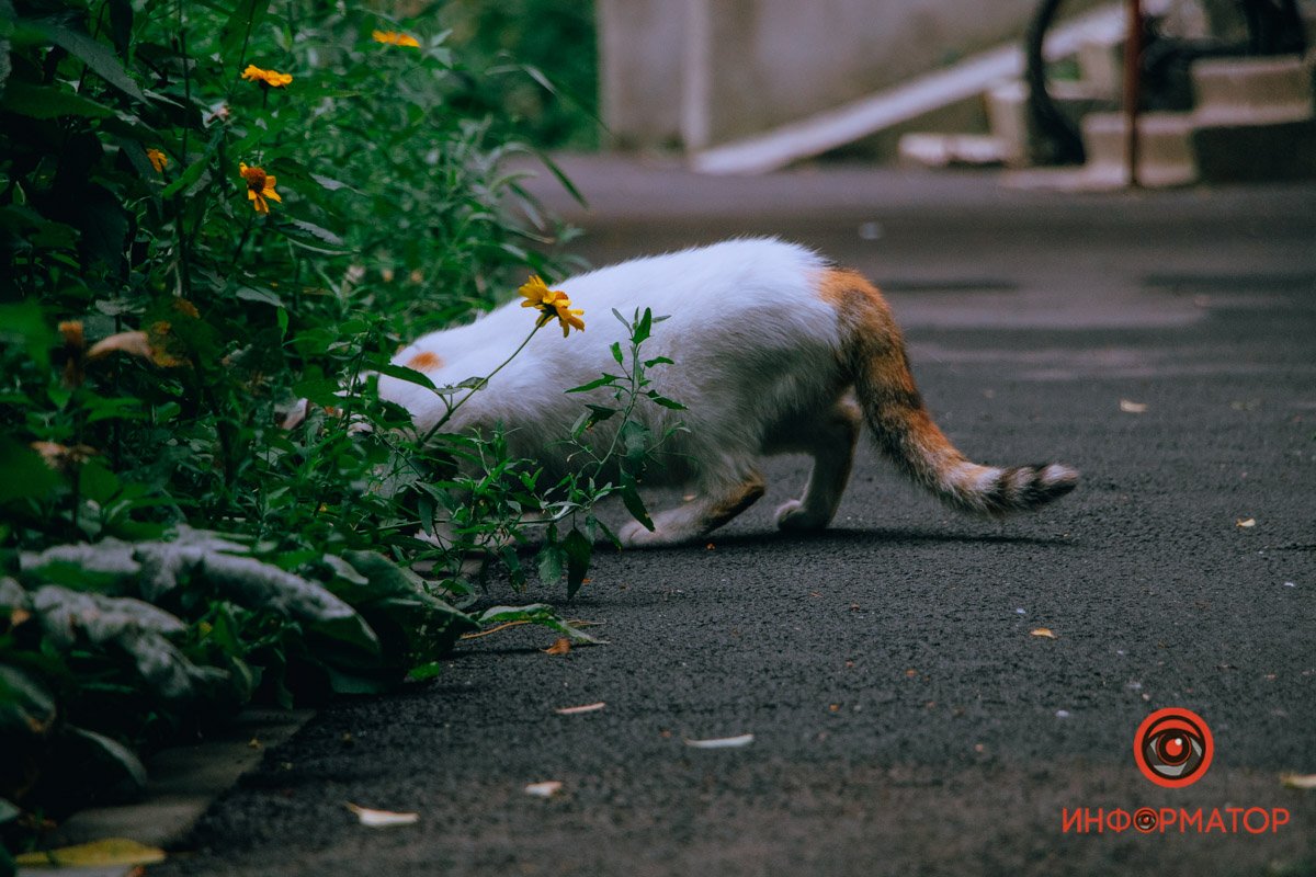 Что он там ищет? Что он там ищет?