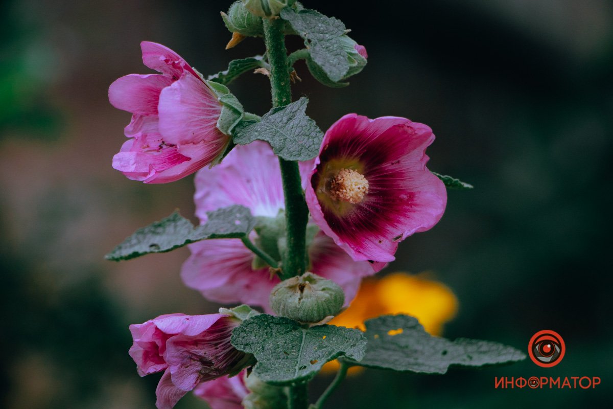 Ярко-розовые детали Ярко-розовые детали