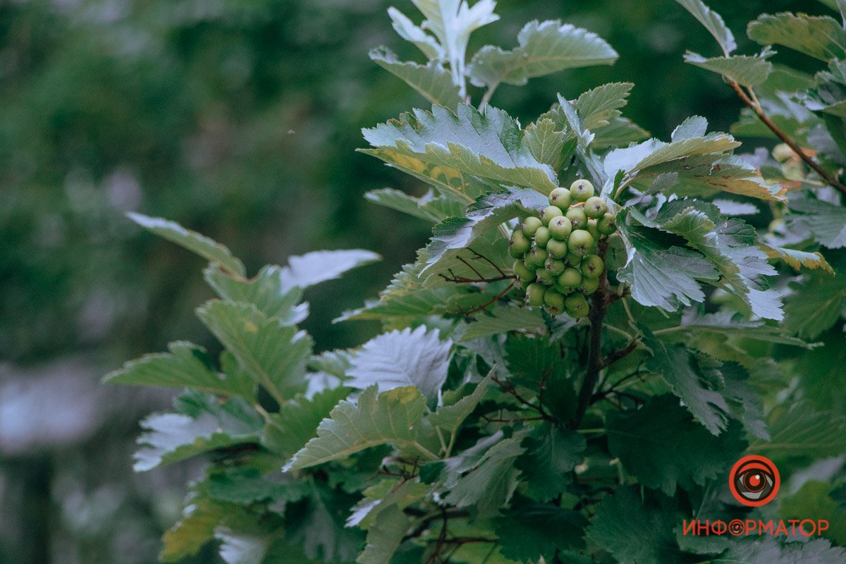 Зеленая еще Зеленая еще