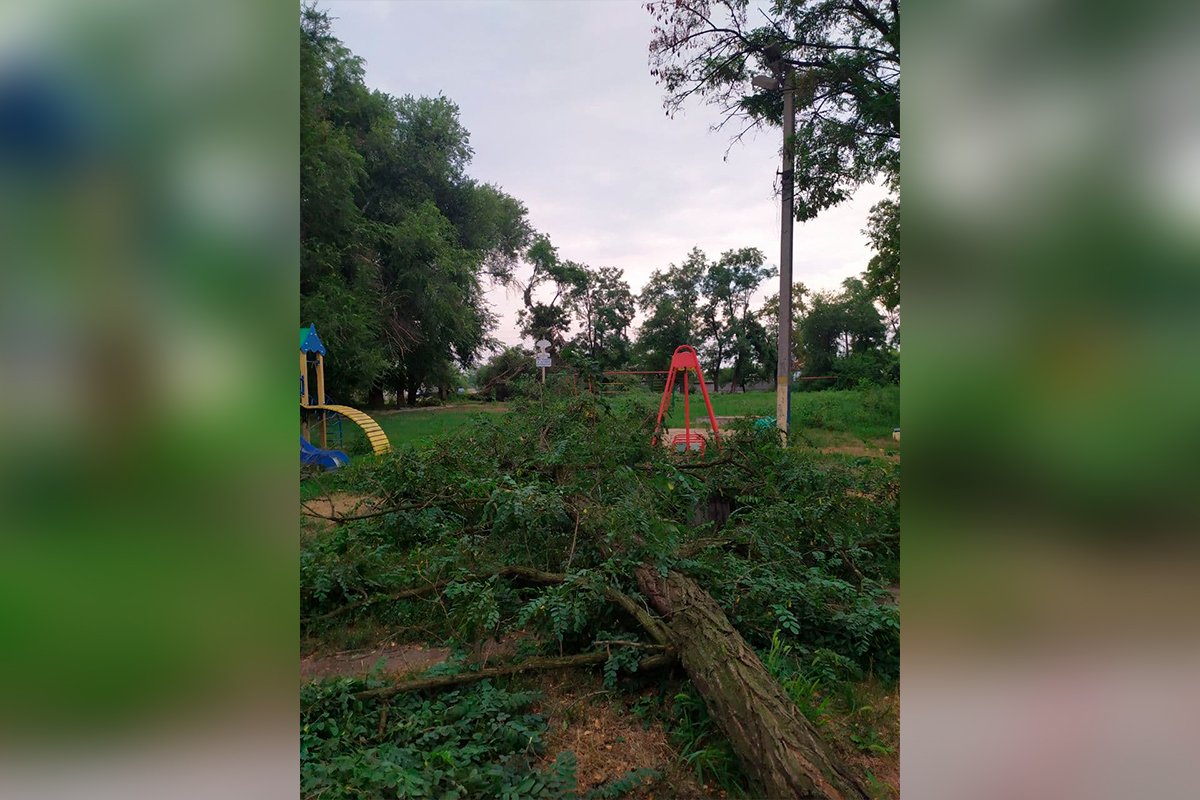 Местные жители пишут, что деревья были аварийными Местные жители пишут, что деревья были аварийными