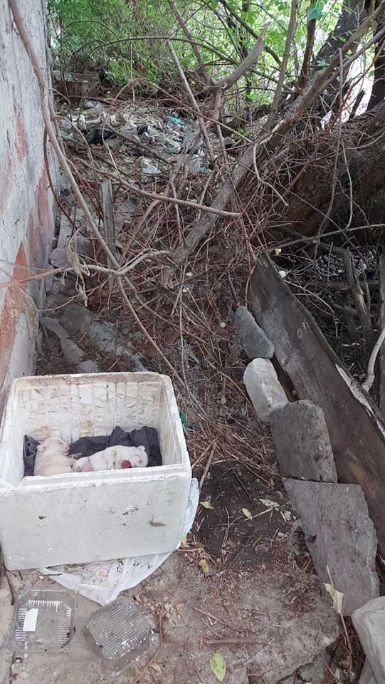 В Днепре на Луговской новорожденных щенков выбросили в мусор: малыши ищут дом 1