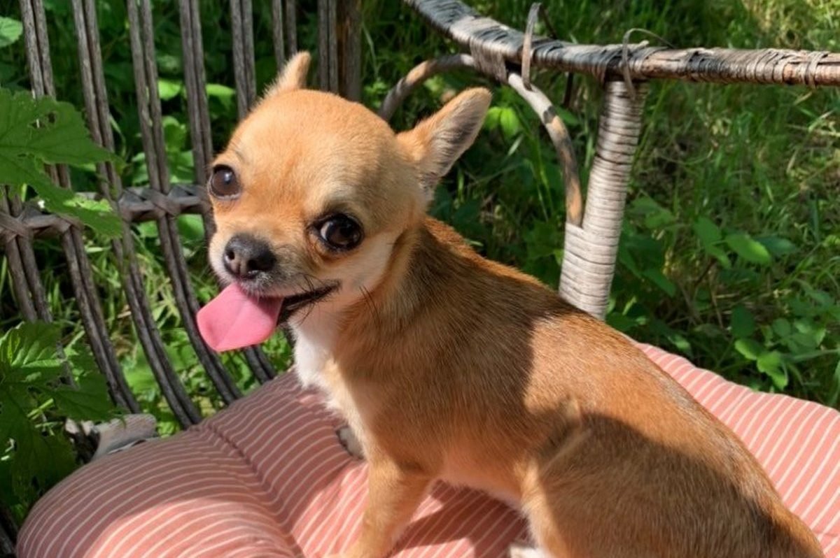 В Днепре пропало много животных: помогите найти 1