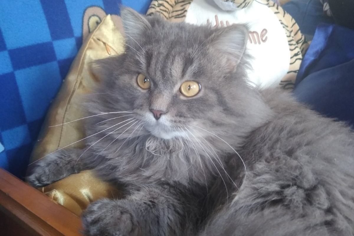 В Днепре пропало много животных: помогите найти 2