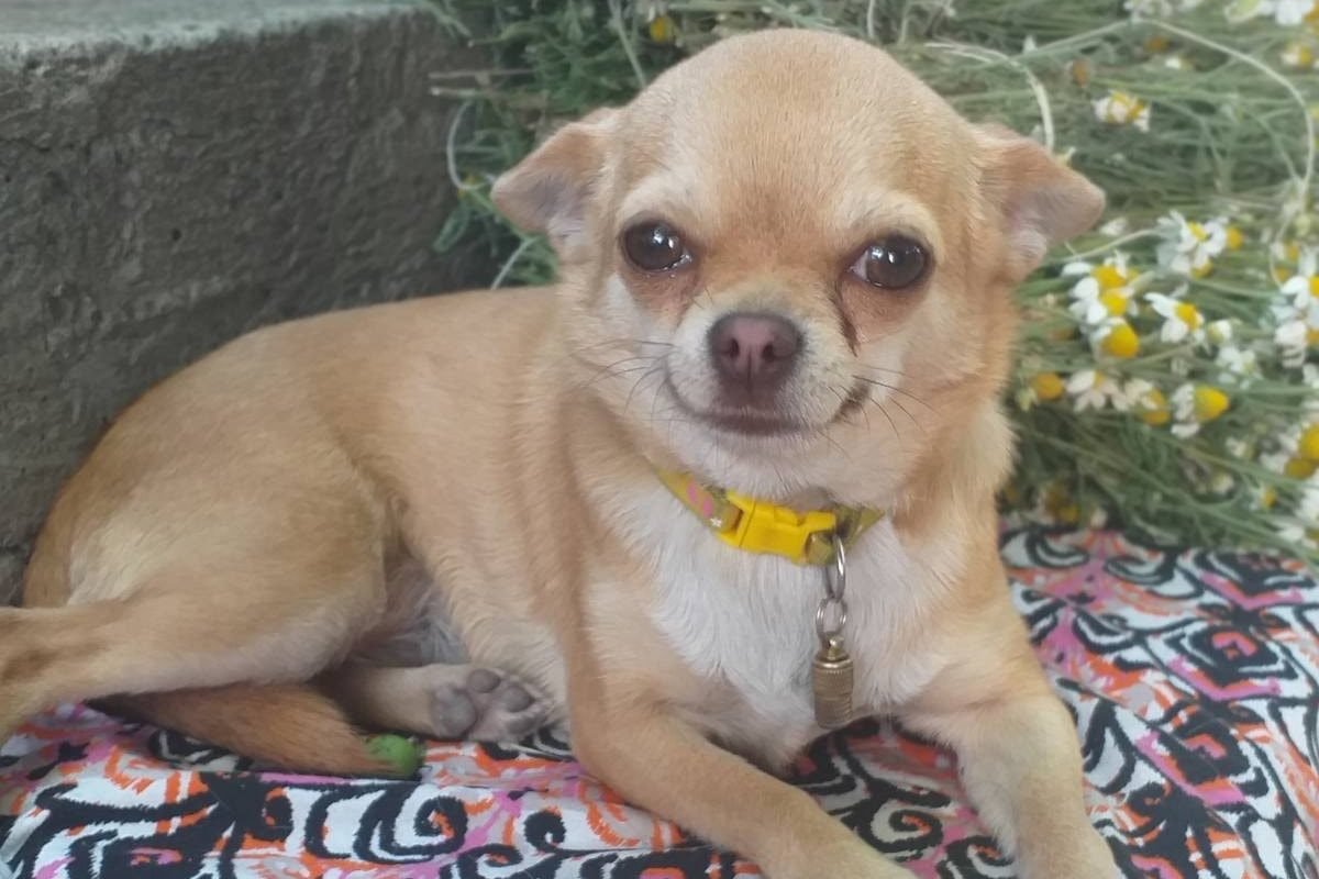 В Днепре пропало много животных: помогите найти 3