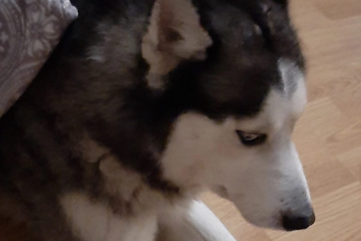 В Днепре пропало много животных: помогите найти 4