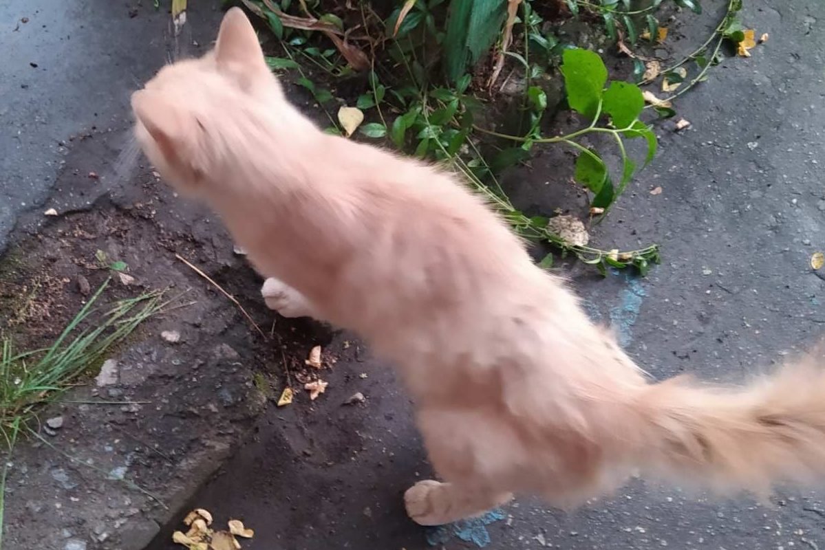 В Днепре пропало много животных: помогите найти 5