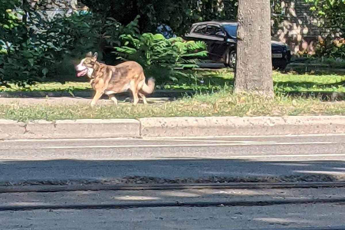 В Днепре пропало много животных: помогите найти 6