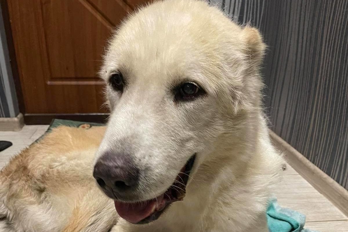 В Днепре пропало много животных: помогите найти 7