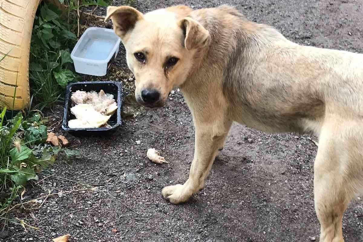 В Днепре пропало много животных: помогите найти 8