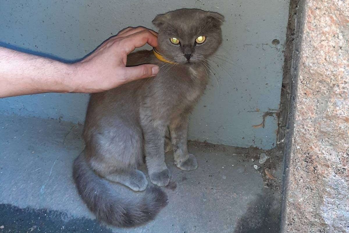 В Днепре пропало много животных: помогите найти 9