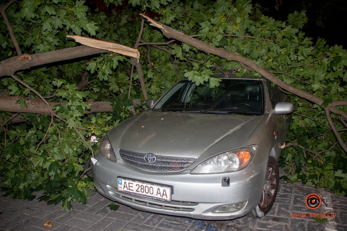 На улице Половицкой, 2 упало дерево На улице Половицкой, 2 упало дерево