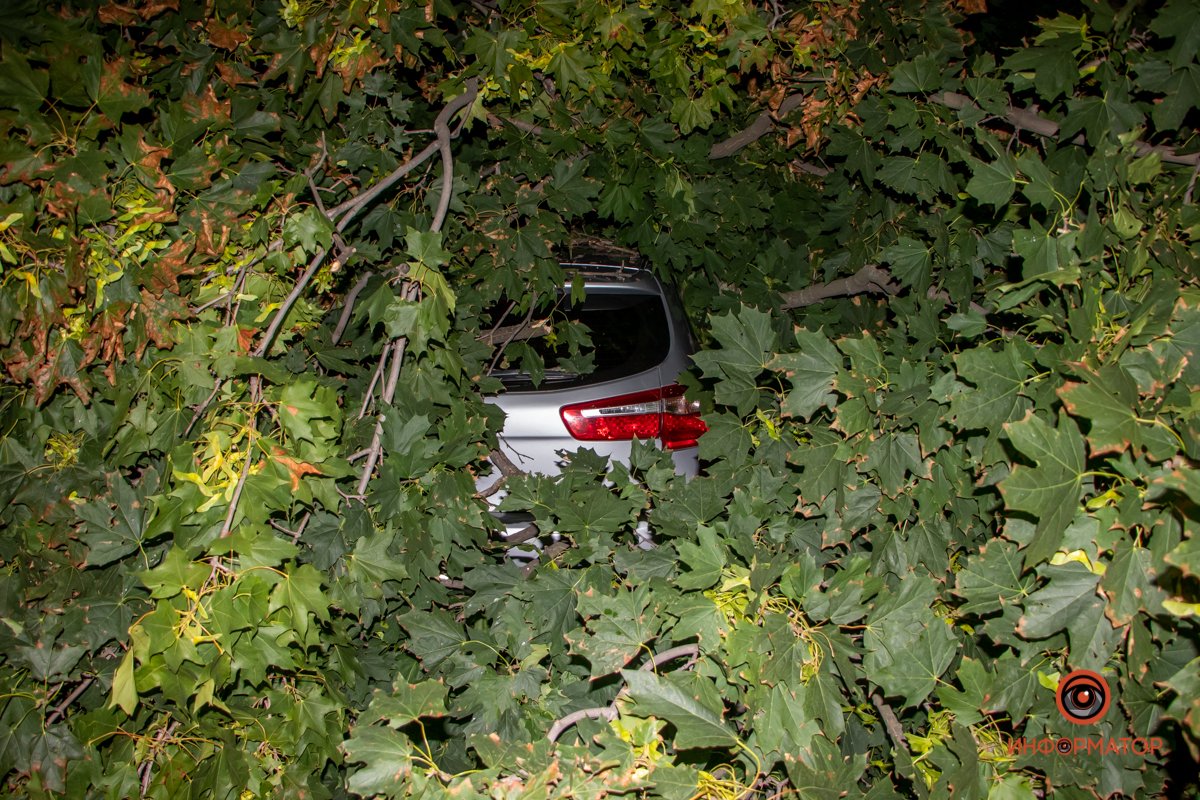 Клен упал на припаркованные Toyota и Kia Клен упал на припаркованные Toyota и Kia