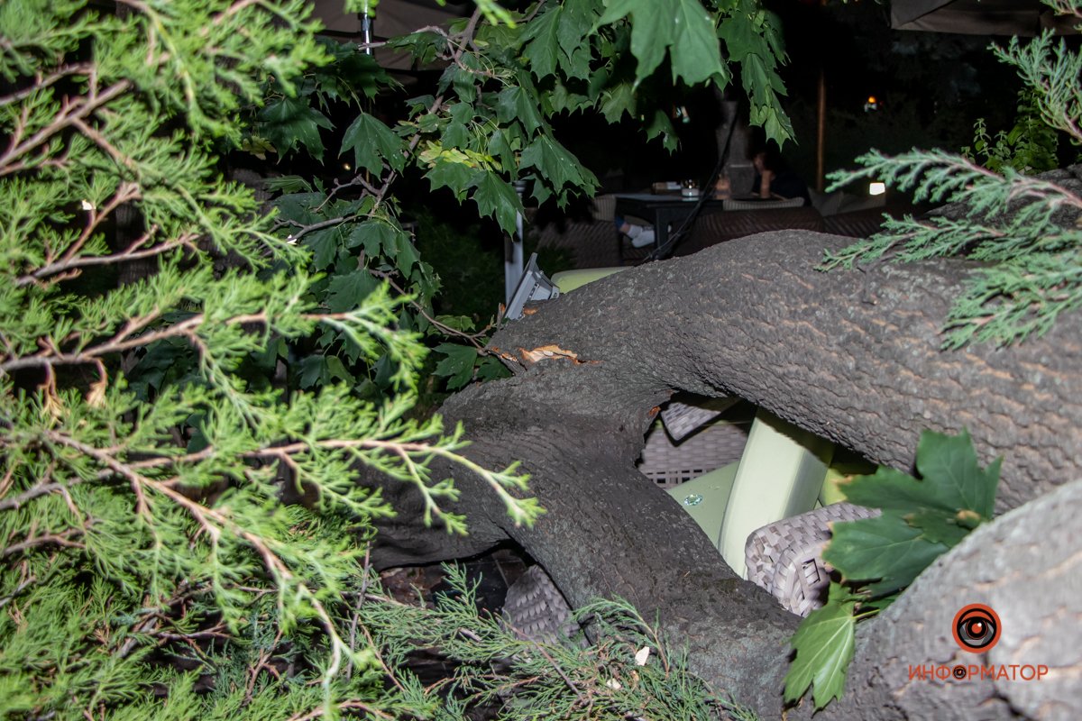 Клен рос на летней террасе ресторана The Garden Клен рос на летней террасе ресторана The Garden