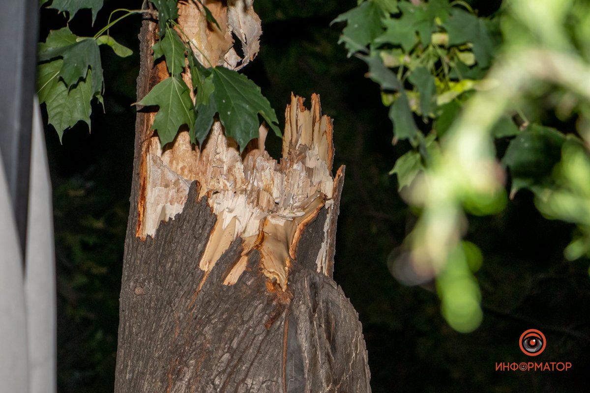 Дерево сломалось почти пополам Дерево сломалось почти пополам