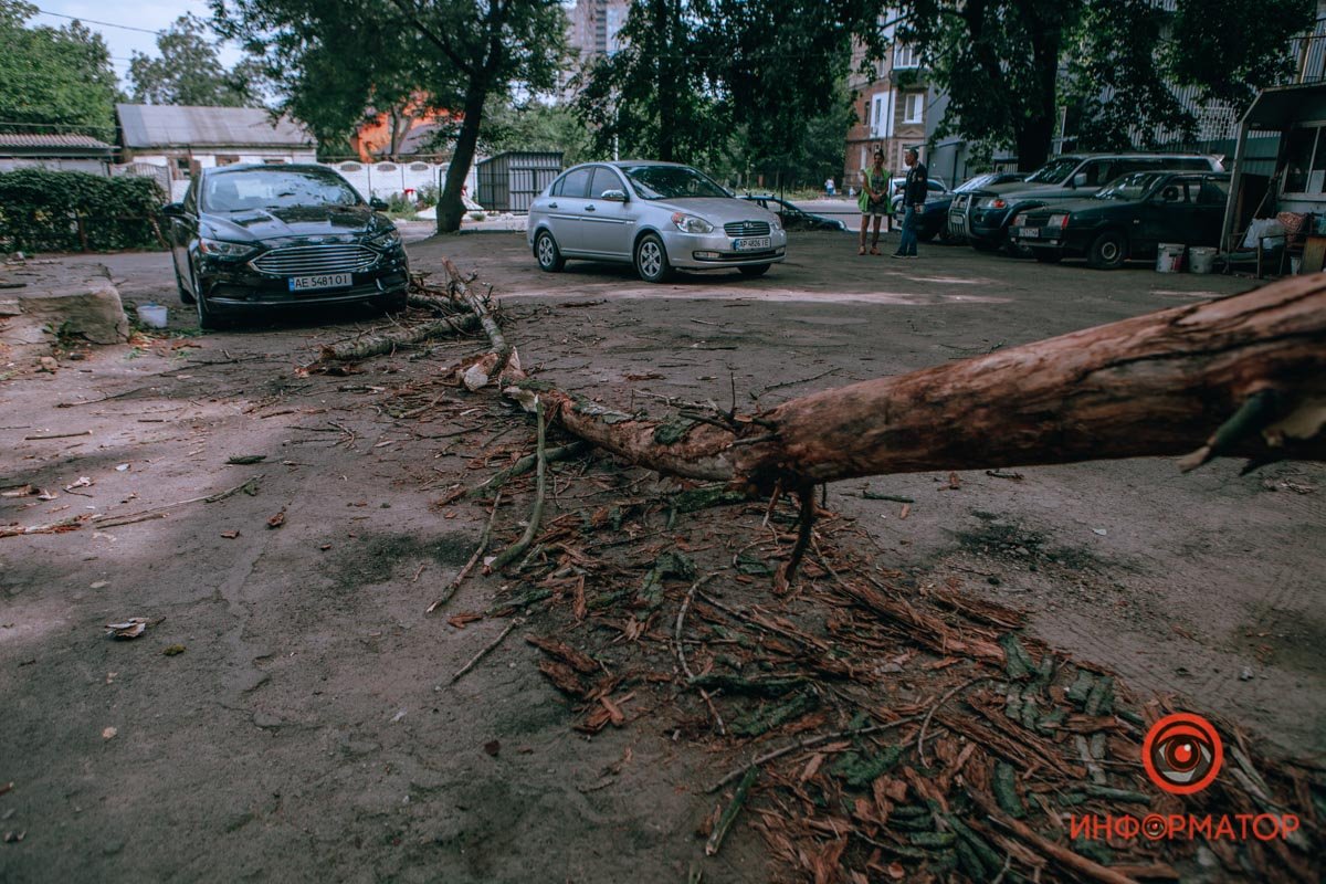 В Днепре ветка упала на припаркованные машины: пострадал Opel, Ford и ЗАЗ 6