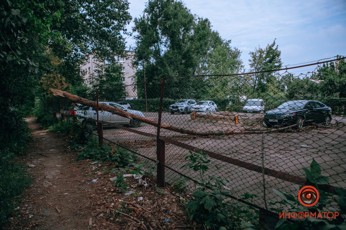 В Днепре ветка упала на припаркованные машины: пострадал Opel, Ford и ЗАЗ 7