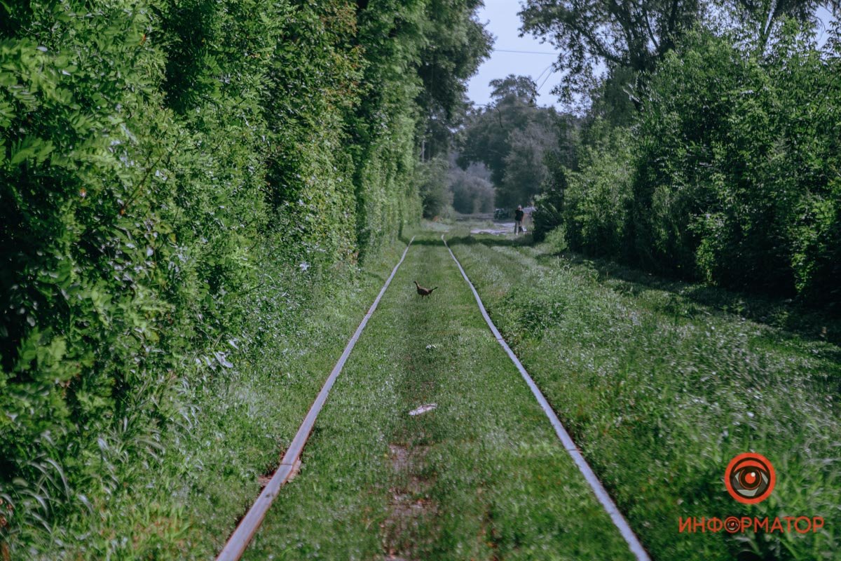 Прогуливается Прогуливается