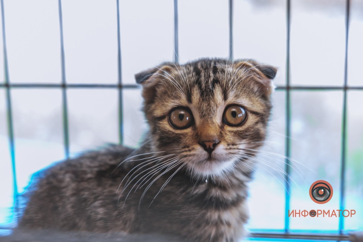 Милый котик в мини-приюте «Лучик Надежды» Милый котик в мини-приюте «Лучик Надежды»